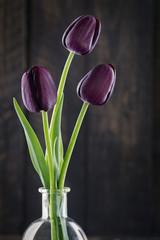 Dark purple tulips