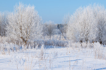Winter tree in a field with blue sky