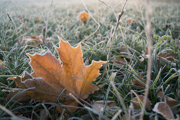 Frosted maple leaf