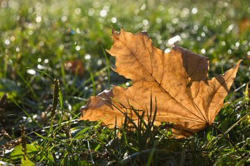 Autumn maple leaf
