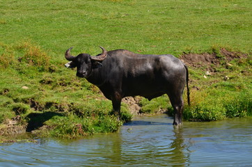 Water Buffalo