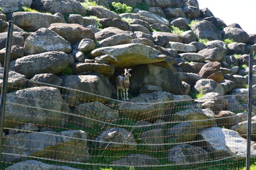 Goat standing in front of cave