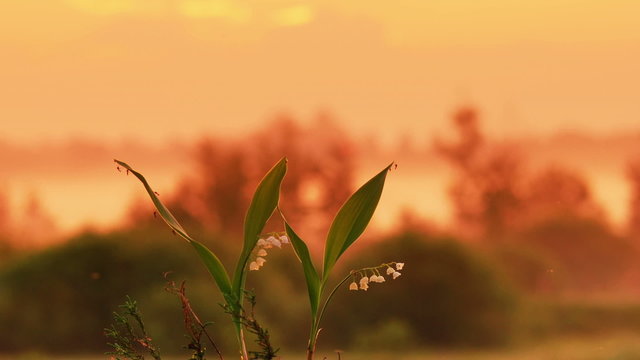The lily of the valley on the sunrise background