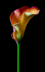 Bright calla lily isolated on black