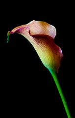 Beautiful bright calla lily isolated on black