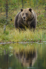 Obraz na płótnie Canvas Big borwn bear