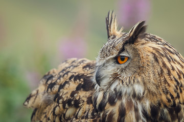Eagle owl looking back