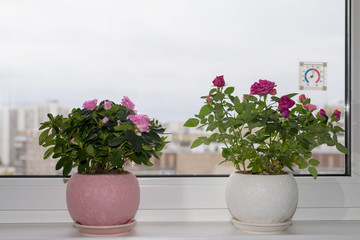 Pink azalea on the windowsill