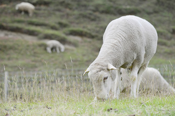 Obraz na płótnie Canvas 羊の放牧