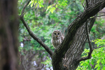 Ural Owl (Strix uralensis fuscescens) in Japan