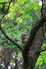 Ural Owl (Strix uralensis fuscescens) in Japan