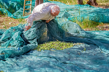 old farmer who picks olives with a net. olive harvest in Sicily
