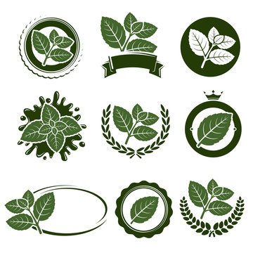 Mint leaves label set. Vector