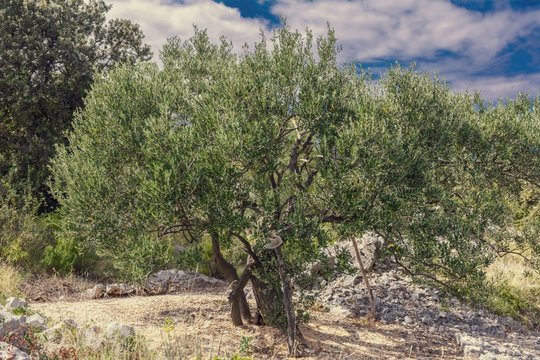 Olive trees in the field