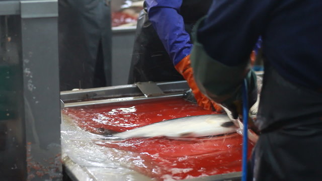 cutting  fresh  fish