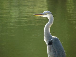 Garza Real (Ardea cinerea)