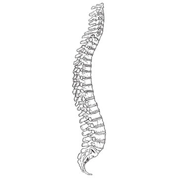 Human Spine 01