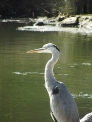 Garza Real (Ardea cinerea)