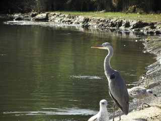 Garza Real (Ardea cinerea)