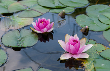 two pink water lilies