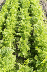 Carrot Plants in an organic vegetable garden,