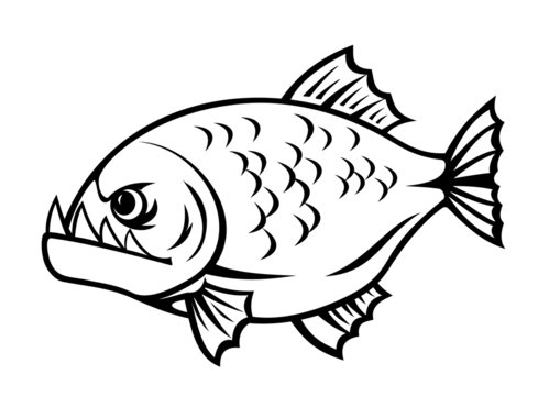 piranha sketch