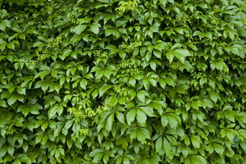 Natural background from climbing plants