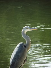 Garza Real (Ardea cinerea)