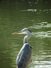 Fototapeta premium Garza Real (Ardea cinerea)