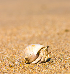 Seafood Posing Cute Animal