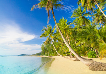 Palm Panorama Idyllic Island