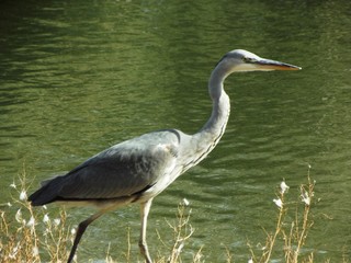 Garza Real (Ardea cinerea)