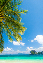 Fototapeta na wymiar Green View Coconut Getaway