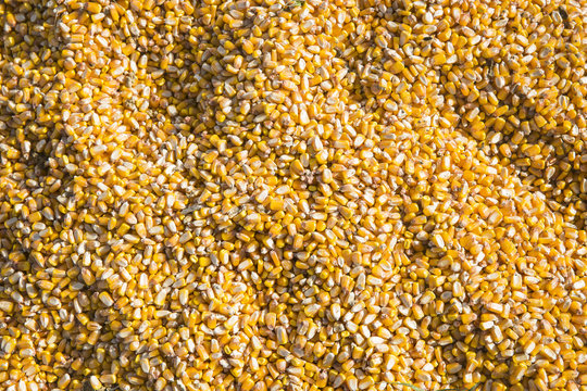 maize grain