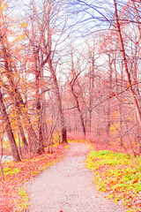 Fototapeta premium Forest Landscape Fall Wallpaper