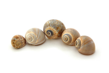 Verschiedene Strandschnecken