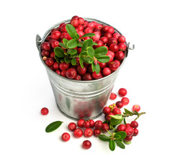 ripe cranberries in a metal bucket