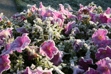 Frost on the flowers of Petunia