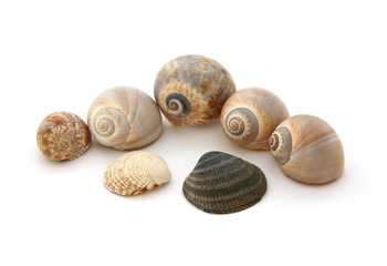 Schnecken und Muscheln