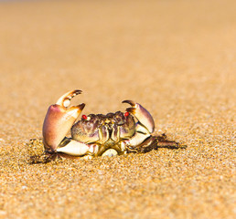 Seafood Posing Pure Threat
