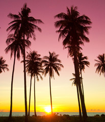Obraz premium Burning Skies Tree Silhouettes