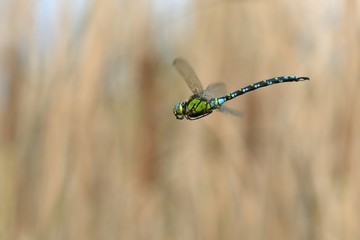 Aeshna cyanea in volo