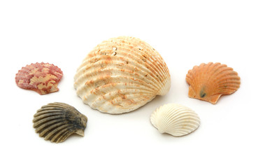 Verschiedene Muscheln