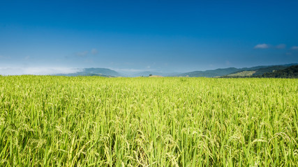 Rice farm on the mountains