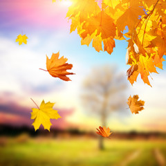 Naklejka na ściany i meble Colorful foliage in the autumn park