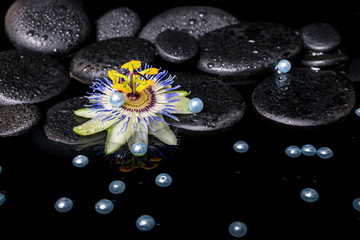 Obraz na płótnie Canvas spa still life of passiflora flower on zen basalt stones with dr