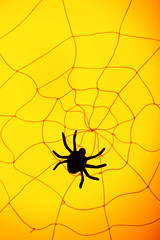 Spider on web. Halloween decoration concept