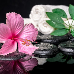 spa concept of delicate pink hibiscus, green leaf shefler with d