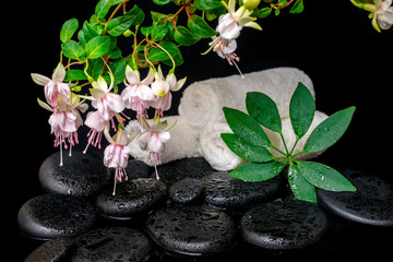 spa concept of branch fuchsia flower, towels, leaf shefler and z