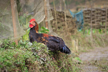 Speckled chicken outdoors